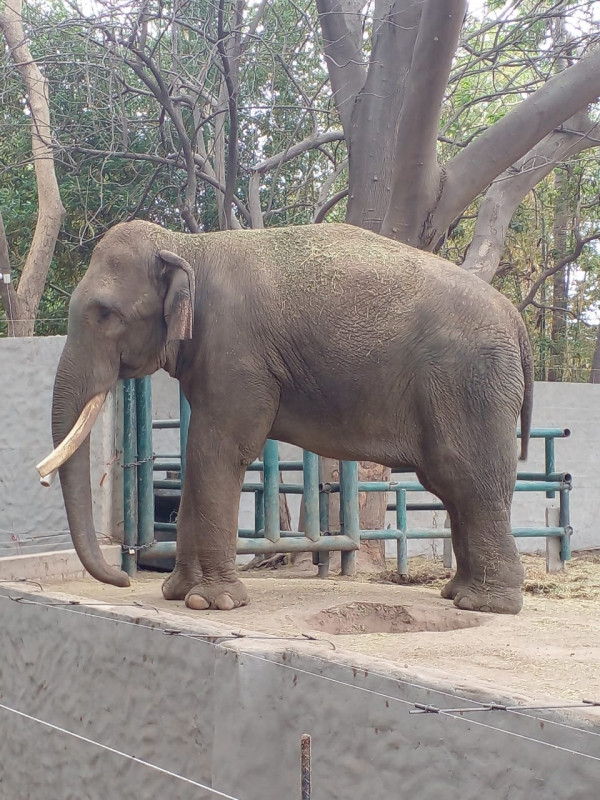 Big Boy se queda unos días más en el zoológico de Culiacán