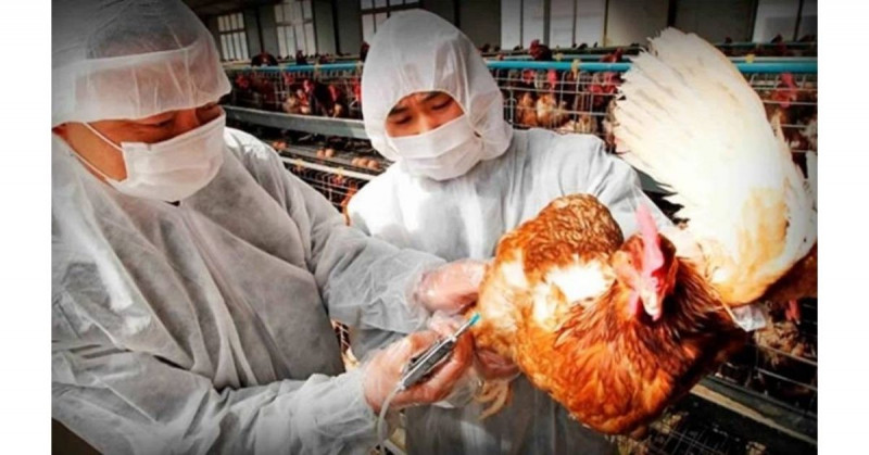 China detecta un histórico primer caso de contagio de gripe aviar H10N3 en humanos