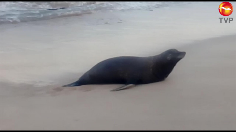 Falleció lobo marino rescatado en playas de Mazatlán