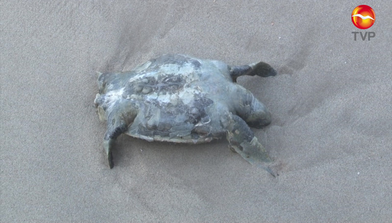 Aparece tortuga muerta en playa de Mazatlán