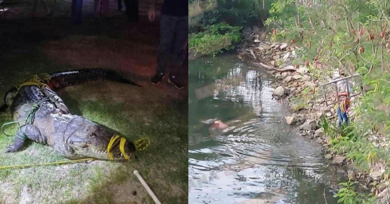Cocodrilo atrapa y mata a mujer que lavaba ropa en laguna de Tampico  (video) | Mexico | Noticias | TVP 