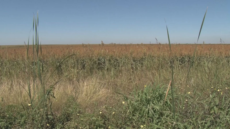 Aceptan sembrar sorgo productores de Sinaloa por la carencia de agua