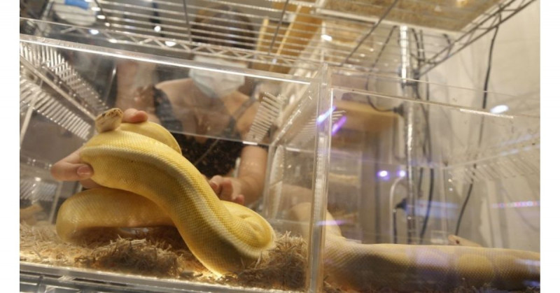 Serpiente pitón de 1.6 metros sale por el baño de un hombre y le muerde los genitales
