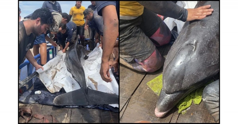Rescatan a uno de los dos delfines atrapados en drenaje agrícola de Navolato (video)