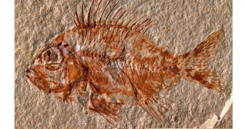 Hallan fósil que indicaría que algunos de los peces más primitivos surgieron en aguas mexicanas