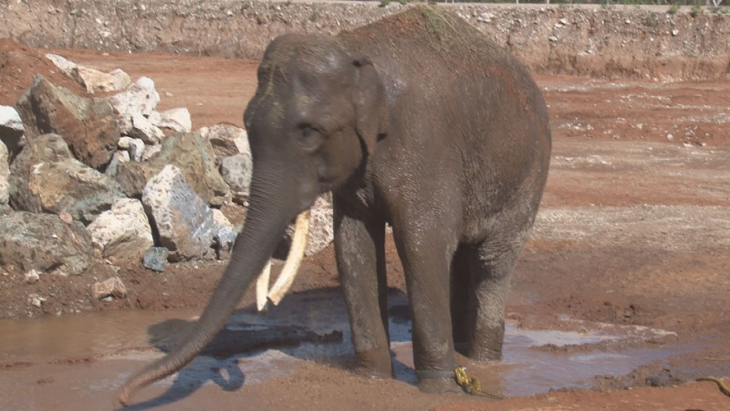 Trasladan al elefante BigBoy al santuario Ostok