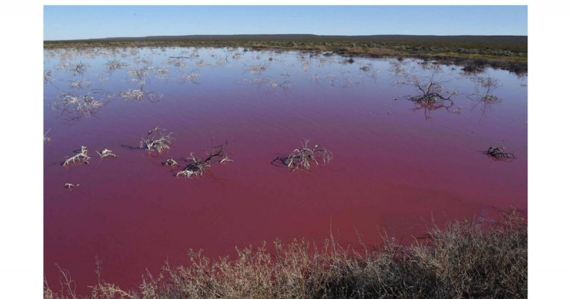 Este lago se pintó de rosa por los residuos tóxicos de una compañía pesquera