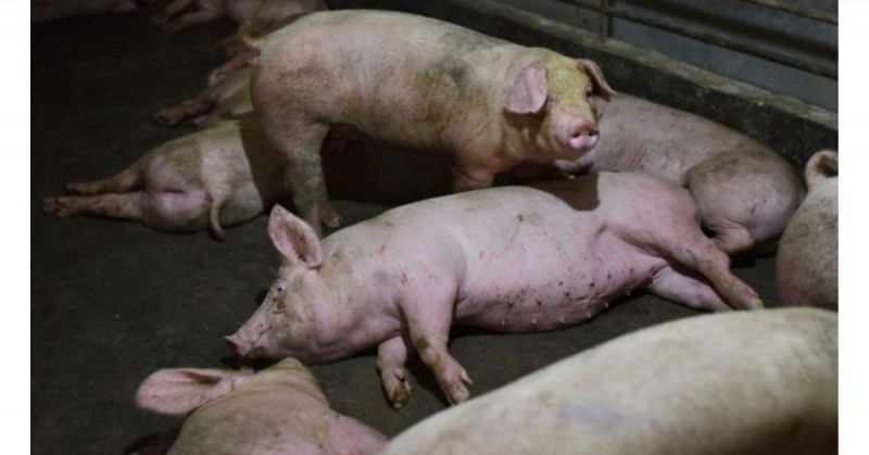 EEUU, México y Centroamérica en alerta por brotes de peste porcina en R. Dominicana
