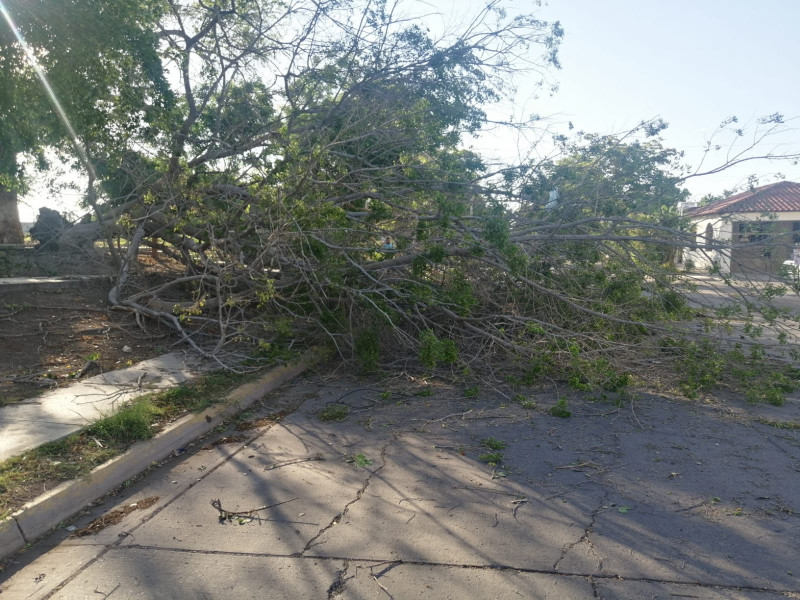 Fuertes vientos en Ahome provocan caída de arboles hasta apagones