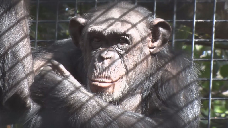 Por el momento no se vacunará contra el covid a los animales de AZCARM