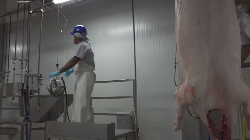 Sector salud en alerta por fiebre porcina