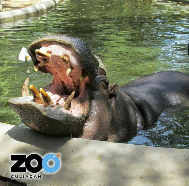 Por avanzada edad fallece hipopótamo del zoo de Culiacán
