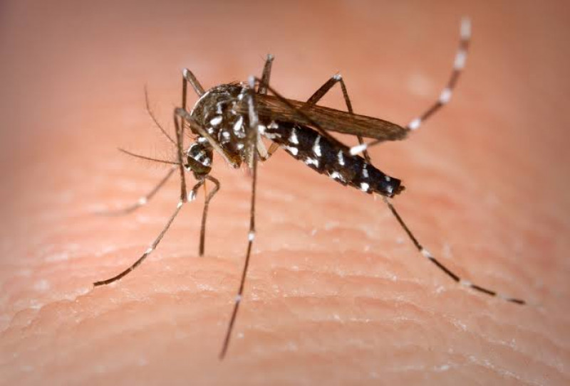 Sinaloa con menos casos de dengue este año