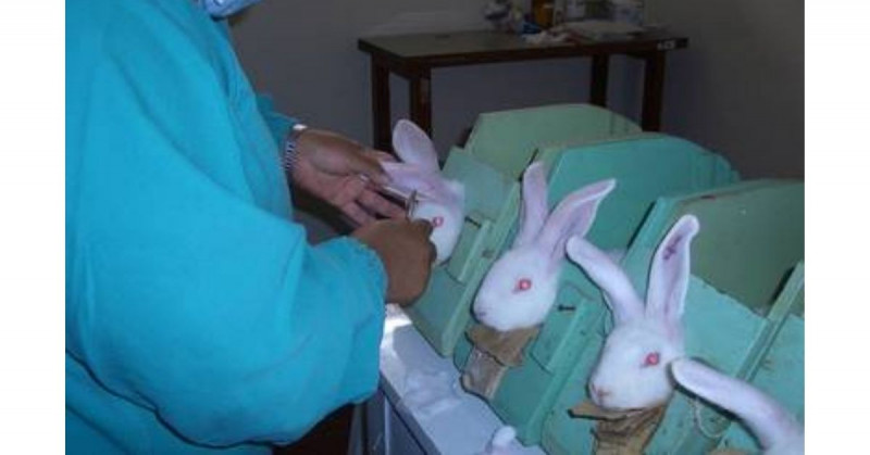 Senado aprueba ley que prohíbe pruebas de cosméticos en animales