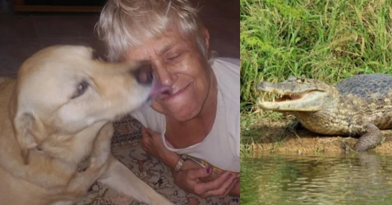 Mujer de 74 años salva a su perro arrojándose sobre un caimán de 1.80 metros