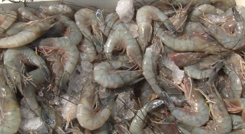 Pesca de camarón en un 70% por debajo de las capturas del año pasado