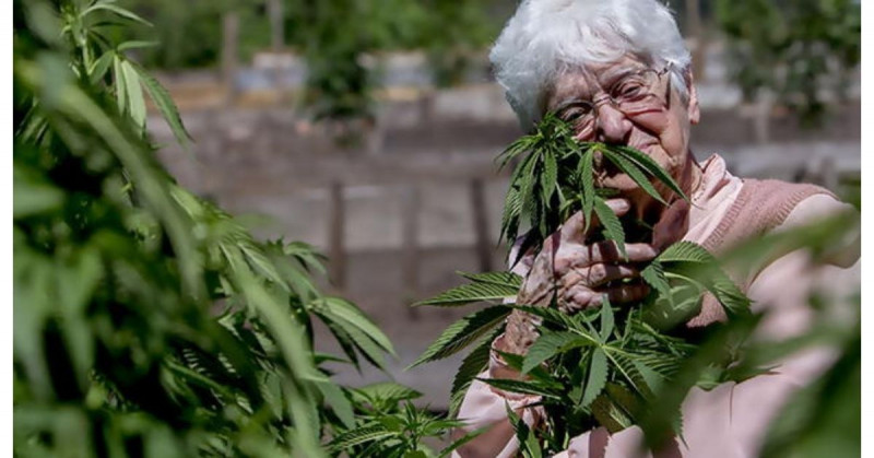 Anciana quería adornar el asilo y crece sin saber una planta de marihuana