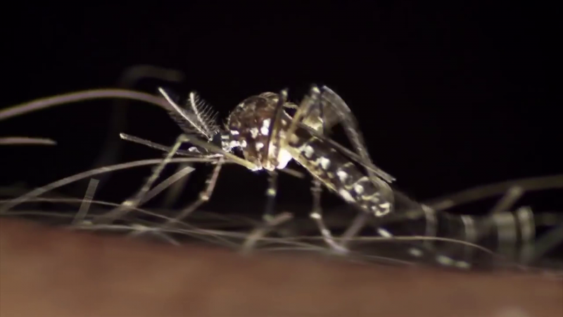 70 Casos de Dengue y 11 de Influenza en Sinaloa