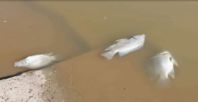 Registra Laguna mortandad de peces