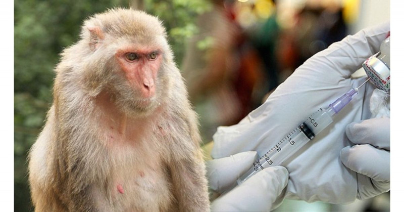 Descubren un gen de monos y ratones que interfiere con el VIH y el ébola