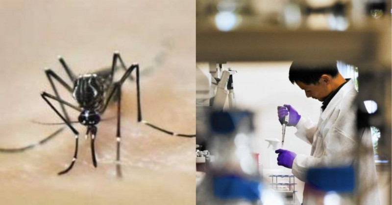 Desarrollan un potente antiviral contra dengue, válido para tratar y prevenir