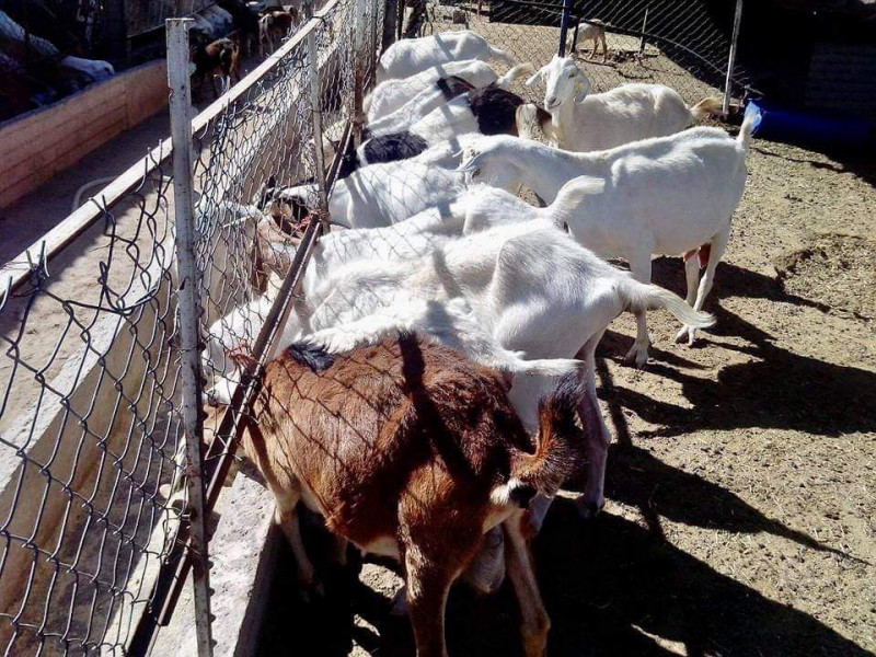 Urgen ovinocultores y caprinocultores apoyos para reactivarse
