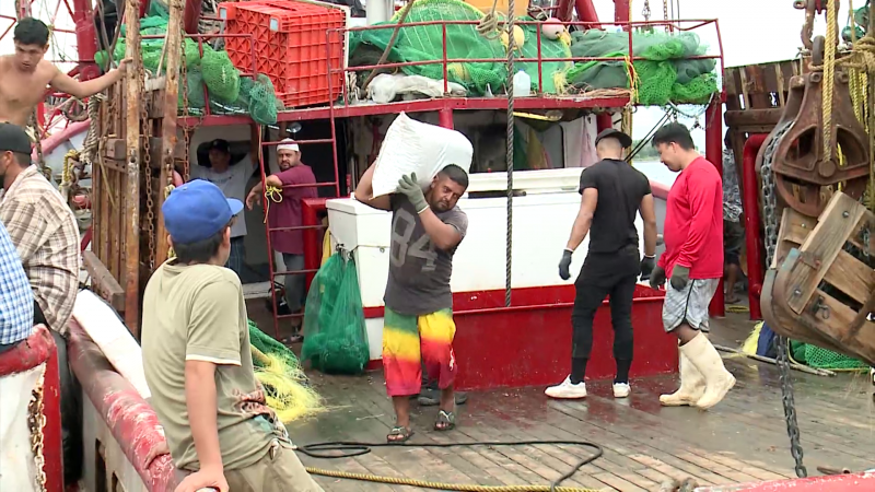 Difieren pescadores en cuanto a capturas de camarón en altamar
