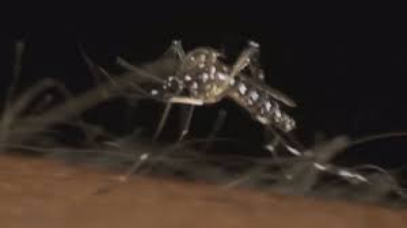 Solo 2 muertes por dengue tiene registrada la SSA