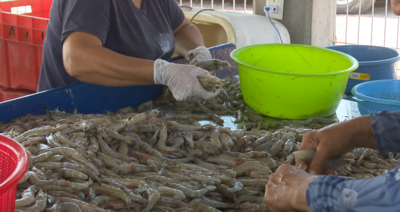 Aplauden pescadores certificación del camarón de Sinaloa para poder exportarlo