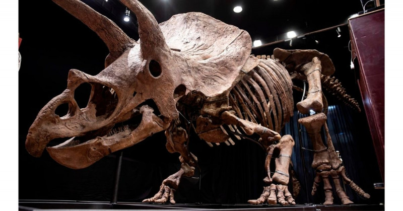 Venden el esqueleto de triceratops más grande de la historia en 6.6 millones de euros
