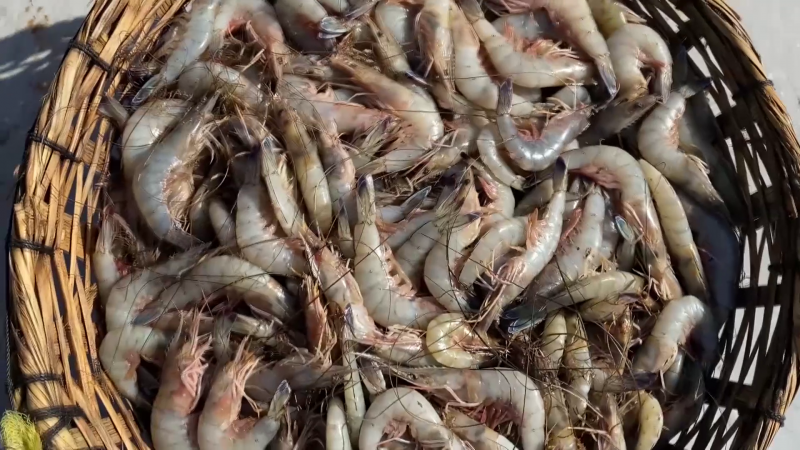 Listos para exportar camarón a E.U. : CANAINPESCA