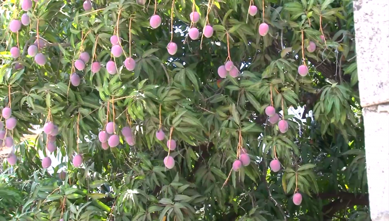 Se estima que habrá buena temporada de producción de mango en el sur de Sinaloa