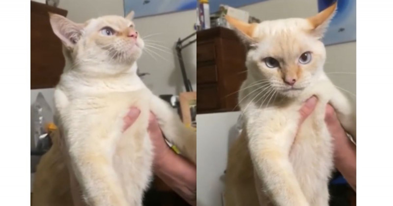 ¿Se rompió el gato? Felino se vuelve viral por ladrar en vez de maullar (video)
