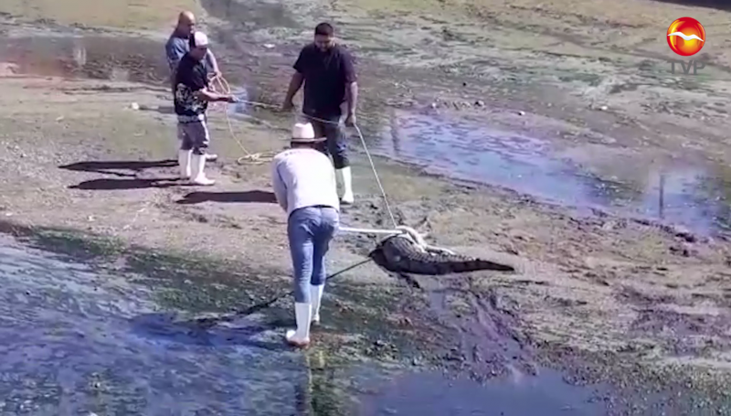 Atrapan a cocodrilo en Arroyo Jabalines de Mazatlán