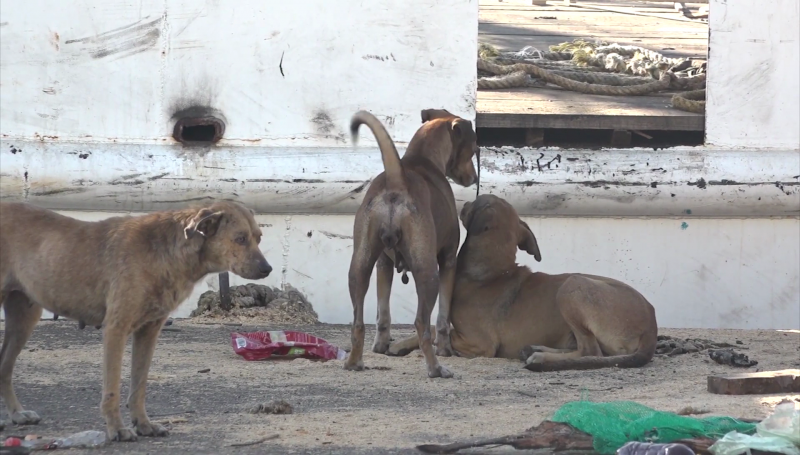 Sigue el maltrato animal en Mazatlán: Amigos de los Animales A.C.