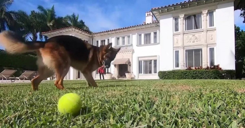 El perro más rico del mundo vende su mansión en 31 millones de dólares
