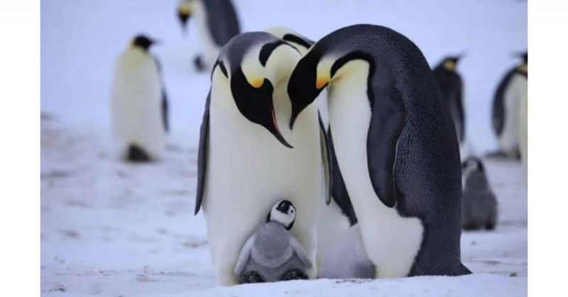 Los pingüinos de la Antártida muestran preocupantes concentraciones de mercurio