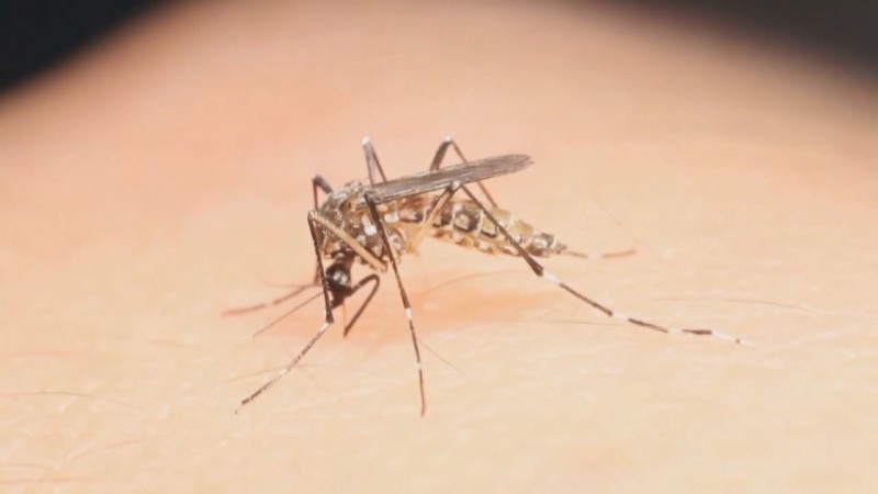 El mosco del dengue en Sinaloa anda suelto se reportan mil 100 casos