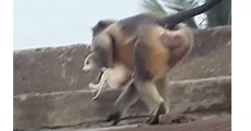 Monos de la India matan 250 perros "por venganza" y van sobre los niños
