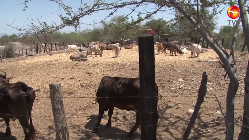 Fluyen apoyos para ganaderos afectados por huracanes