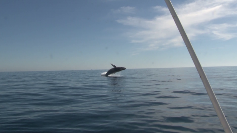 Ballenas visitan costas mazatlecas