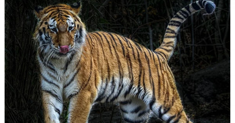 Tigre arranca mano a su cuidadora en zoo de Tokio y ataca a otros dos