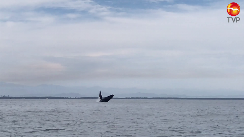 Avistamiento de ballenas, ¡ sin vigilancia !