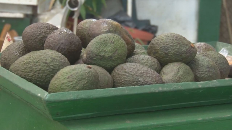 Reinicia la exportación de aguacate de Michoacán a E.U.