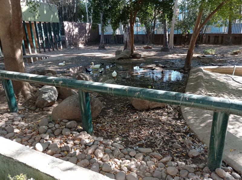 Sin limpieza el zoológico  de Culiacán