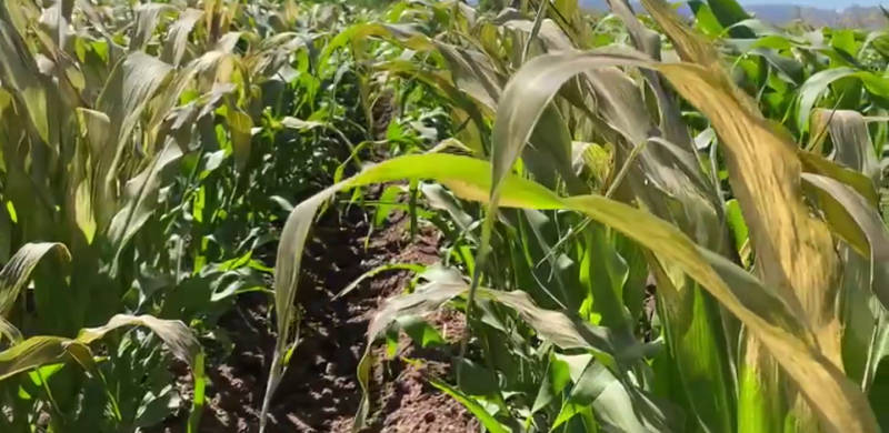 Más de 6 mil hectáreas afectadas en Sinaloa por bajas temperaturas reporta la secretaría de agricultura