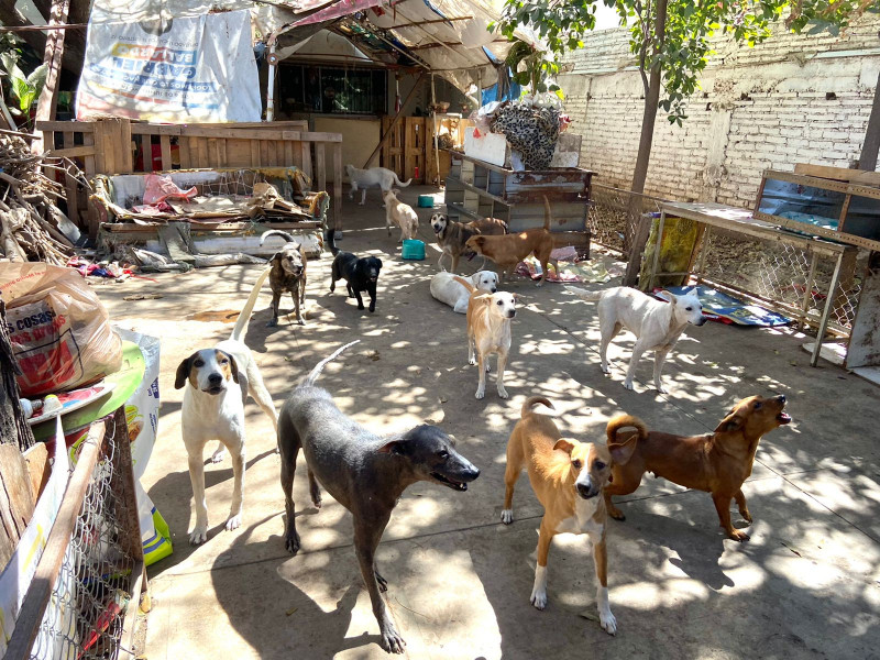 Ayuntamiento llama a la tenencia responsable de animales y promueve la adopción