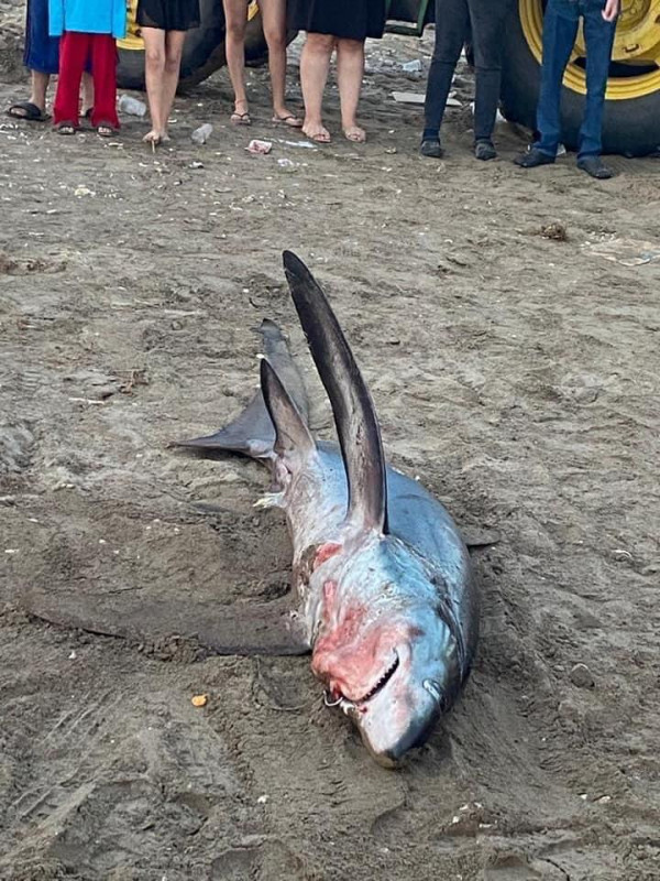 Resalta el alcalde de Bácum que la especie acuática ya se encontraba sin vida desde las profundidades del mar.