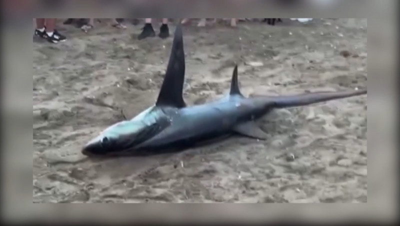 Quienes mataron al tiburón en la playa San José del municipio de Bácum podrían tener hasta 9 años de cárcel, afirman ecologistas.