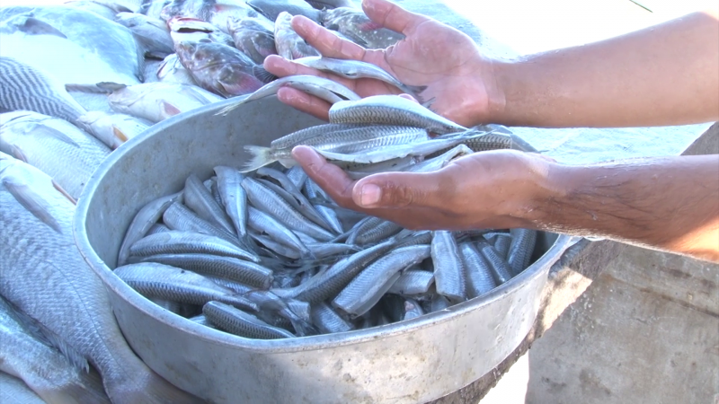 Se adelanta la llegada de pez pajarito a Mazatlán